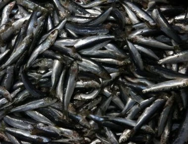 Διατροφικοί «θησαυροί» στα νερά του Αμβρακικού Κόλπου